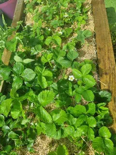 growing plants and vegetables growing plants and vegetables