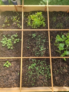 Vegetables growing well in the nursery allotment