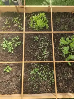 Vegetables growing well in the nursery allotment Vegetables growing well in the nursery allotment