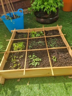 Growing plants and vegetables in the nursery allotment