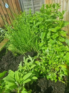 herbs and plants in the nursery allotment