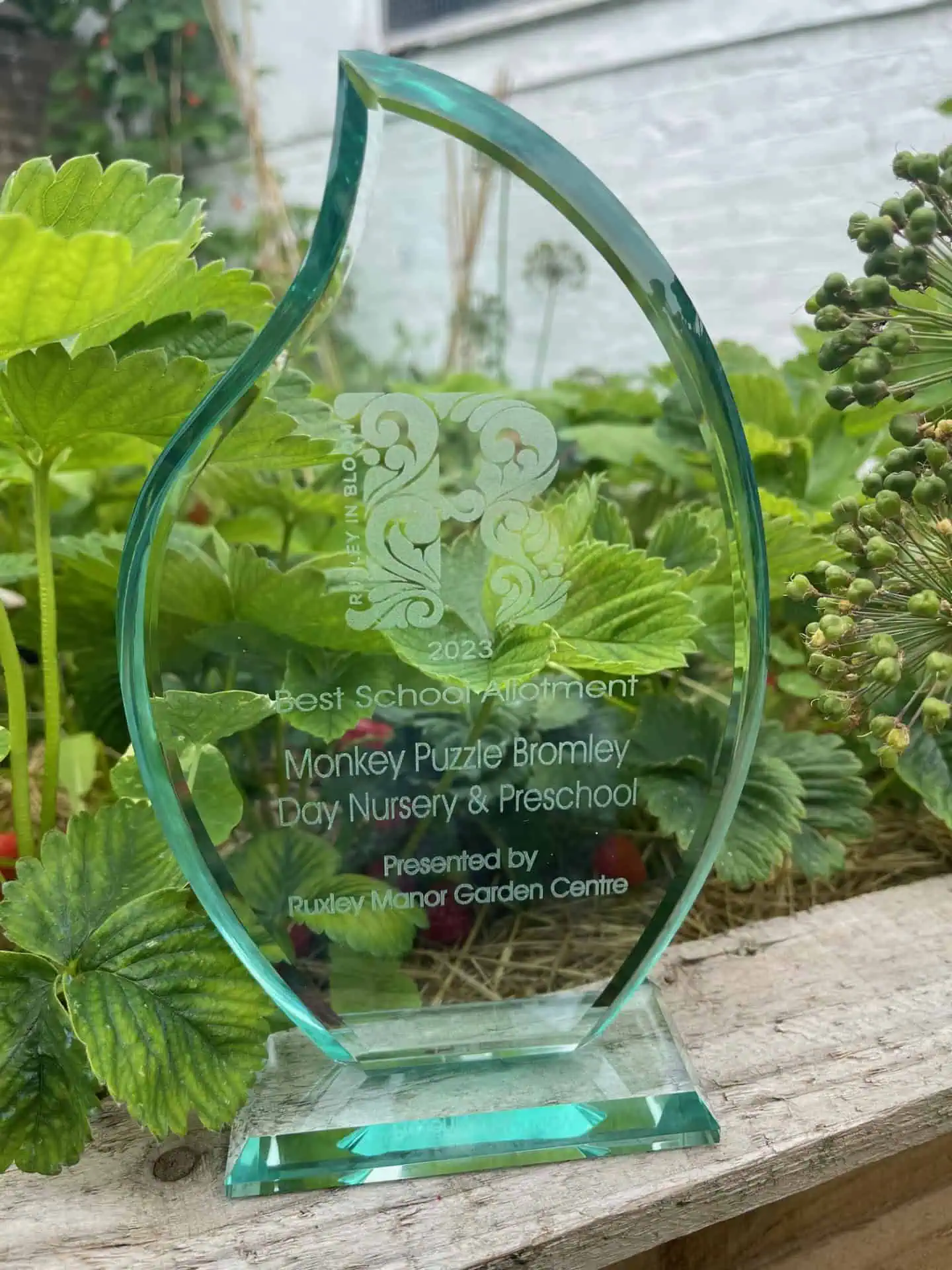 best school allotment award – winner – monkey puzzle bromley best school allotment award - winner - monkey puzzle bromley
